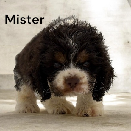 puppy, for, sale, Cocker Spaniel, Joe & Cherri  Overlease, dog, breeder, Miller, MO, dog-breeder, puppy-for-sale, forsale, nearby, find, puppyfind, locator, puppylocator, aca
